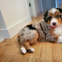 Australian Shepherd Puppies from Sweets' Cattle Co and Australian Shepherds