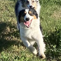 Australian Shepherd Puppies from Imagine Australian Shepherds
