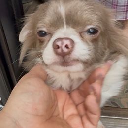 Teeny's Emma Rae - Chocolate blue female Chihuahua puppy in Rocky Mount, Virginia from Teeny Chihuahuas