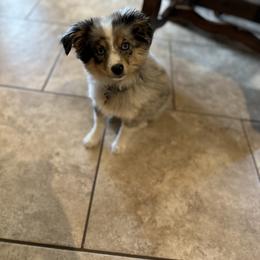 Australian Shepherd and Miniature Australian Shepherd Puppies from Happy Little Aussies