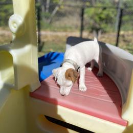Jack Russell Terrier Puppies from Fair Dinkum Jack Russell Terriers