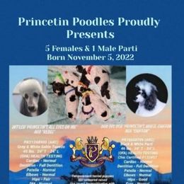 Poodle Puppies from Princetin Poodles