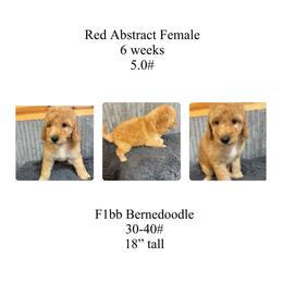 Red abstract female - Red female Bernedoodle puppy in Clarksville, Iowa from Iowa Heartland Doodles