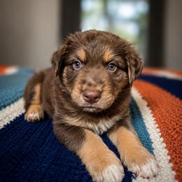 Australian Shepherd Puppies from McElroy Homestead Austrailian Shepherds