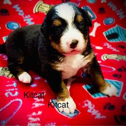Kit-Kat - Black rust and white female Bernese Mountain Dog puppy in Strasburg, Ohio from Lois Allison