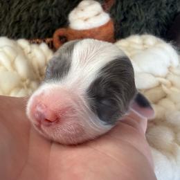 Storm - Blue male Pembroke Welsh Corgi puppy in Paxton, Illinois from McGovern Family Corgis