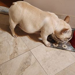 French Bulldog All Grown Up from TOP Bred Frenchies by Jill