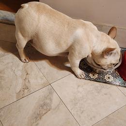 French Bulldog All Grown Up from TOP Bred Frenchies by Jill