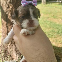 Chocolate parti girl - Chocolate female Shih Tzu puppy in Arcadia, Florida from Kitsune Cuddles and kisses