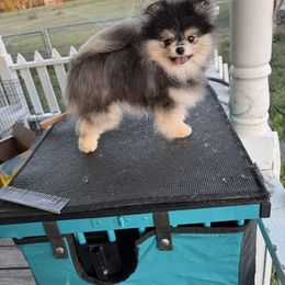 Penny - Black and tan female Pomeranian puppy in Ector, Texas from BB Pomeranians