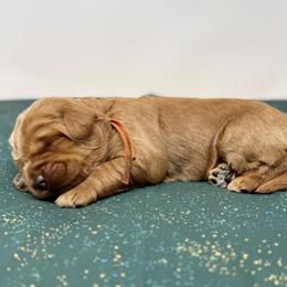 Doris - Caramel female Australian Labradoodle puppy in Sacramento, California from Little Farmstead Labradoodles