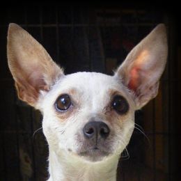Dove - Chihuahua