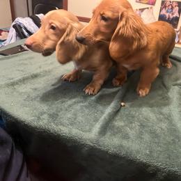 Casper - Cream male Dachshund puppy in Arp, Texas from Barksalot Dachshunds