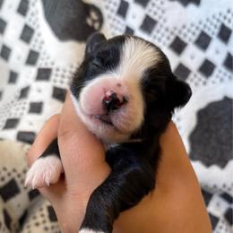Muffin - Black tri female Toy Australian Shepherd puppy in Quincy, Michigan from Ivy Meadows and Friends
