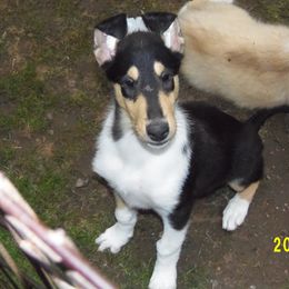 Collie Puppies from Thorndale Collies