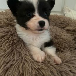 Bryce - Black and tan male American Corgi puppy in Decatur, Texas from Bar S Corgis
