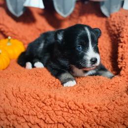 Hennessy - Tri-color female Pomsky puppy in Greenville, South Carolina from Thicketty Mountain Pomskies