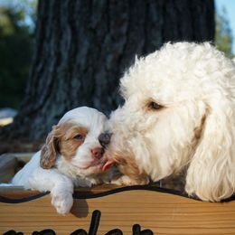 Cavapoo Puppies from WW Cavapoos