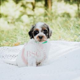 Blue boy - Merle male Cockapoo puppy in Missoula, Montana from Big Sky Cockapoos