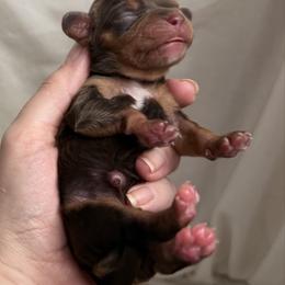 Topaz - Chocolate female Cavalier King Charles Spaniel puppy in Auburn, Washington from Enchanted Cavaliers