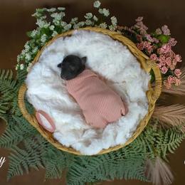 Poppy - Black female Poodle puppy in Midwest City, Oklahoma from Strawberry Hill Puppy Patch