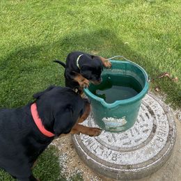 Rottweiler Puppies from Von Hushon Rottweilers