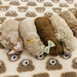 Cavapoo, Cockapoo, Goldendoodle, and Maltipoo Puppies from Perdue Puppies