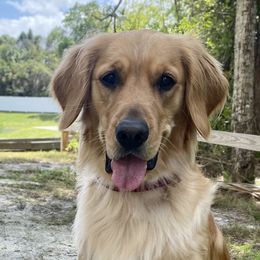 Winnie - Golden Retriever
