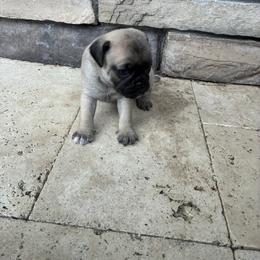 Girl 3 - Fawn female Pug puppy in Brooksville, Florida from Windsorsprings