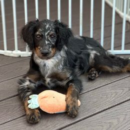 Mr Black - Merle male Goldendoodle puppy in San Diego, California from Sensational Doodles
