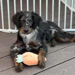 Mr Black - Merle male Goldendoodle puppy in San Diego, California from Sensational Doodles