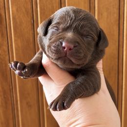 Marshall - Chocolate male Labrador Retriever puppy in Tomahawk, Wisconsin from Mahner Labs