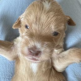 Emerald - Cream male Goldendoodle puppy in Gilbert, Arizona from DogHouse Doodles