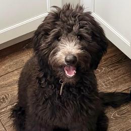 Benji - Black and white male Aussiedoodle puppy in Cool, California from Foothill Aussies