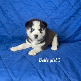 Bella girl 2 - Black and white female Siberian Husky puppy in Ocala, Florida from Florida Husky Puppies