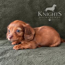 Ol Red 3,300 - Red male Dachshund puppy in Brandon, Florida from Knights Dachshunds
