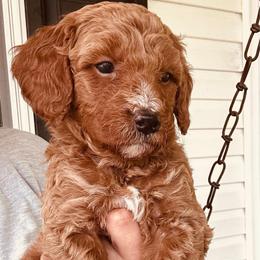 Beau - Red  male Goldendoodle puppy in Easley, South Carolina from Pawmetto Goldendoodles