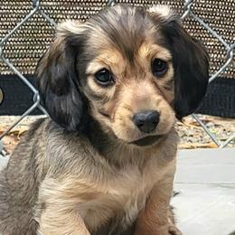 Gnocchi - Cream female Dachshund puppy in Parma, Idaho from Terracane Dachshunds & Sunwell Golden Retrievers