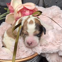 Gus - Parti male Springerdoodle puppy in Fargo, North Dakota from Dakota SpringerDoodles