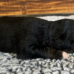 Boy 2 - Black tri male Miniature Australian Shepherd puppy in Sulphur, Louisiana from Triple J Aussies and Corgis