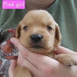 Pink girl - Dark golden female Golden Retriever puppy in Post Falls, Idaho from River Heights Golden Retrievers