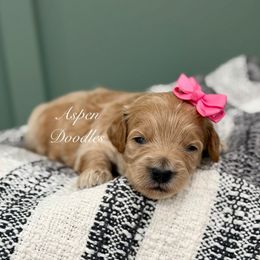 Pink collar MERRY - Apricot female Goldendoodle puppy in Salem, Utah from Aspen Doodles