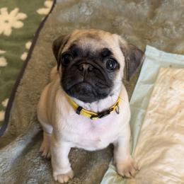 Boy 2 - male Pug puppy in Anderson Island, Washington from Purebred Pugs of Puget Sound