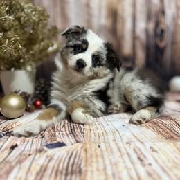 Miniature Australian Shepherd Puppies from Peace Creek Aussies