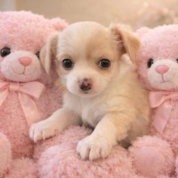Mia - Cream and white female Chihuahua puppy in Rowlett, Texas from Sugar Cookie Chihuahuas