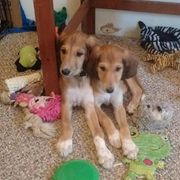 Saluki All Grown Up from Shasei