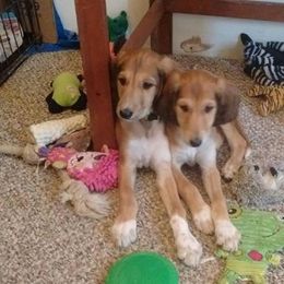 Saluki All Grown Up from Shasei