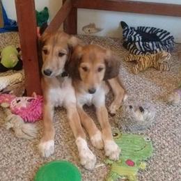 Saluki All Grown Up from Shasei