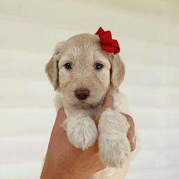 Rosie - Cream female Goldendoodle puppy in Nashville, Tennessee from Hilton Doodles