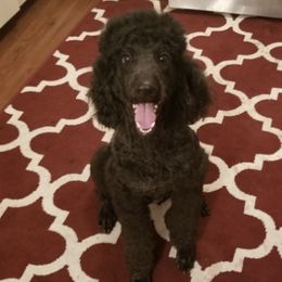 Labradoodles from D's Doodles